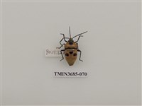 藏品(大盾背椿象)的圖片